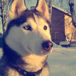 dogs1_0509