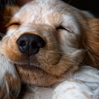 dogs1_0515