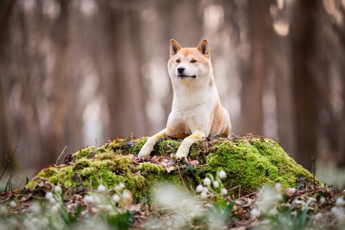 dogs1 0521