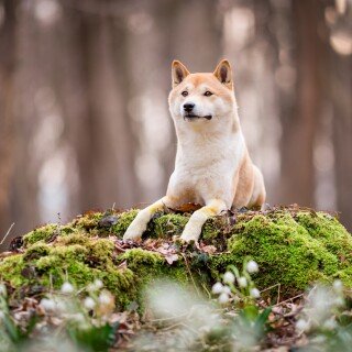 dogs1_0521