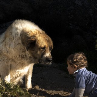 dogs1_0524