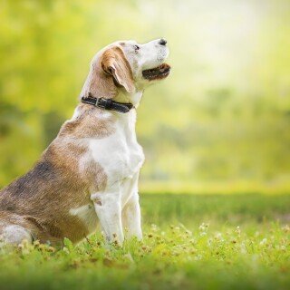 dogs1_0528