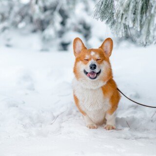 dogs1_0535