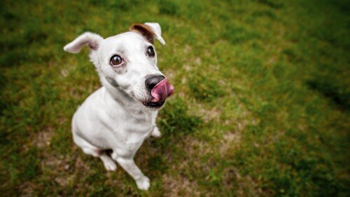 dogs1 0536