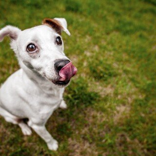 dogs1_0536