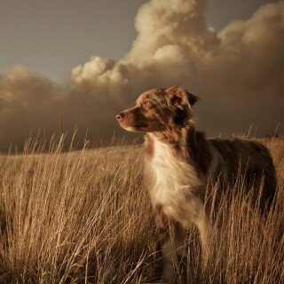 dogs1_0537