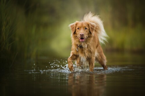 dogs1 0544
