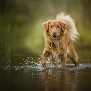 dogs1_0544