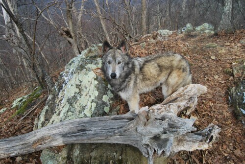 dogs1 0550