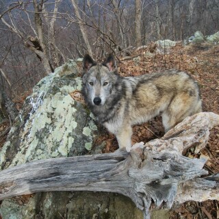 dogs1_0550