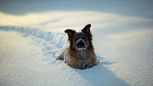 dogs1 0552