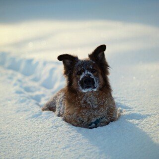 dogs1_0552