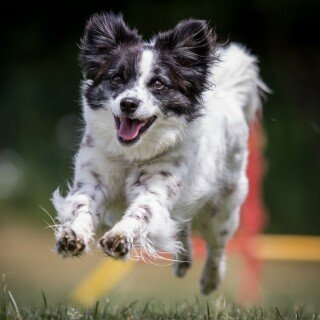 dogs1_0559
