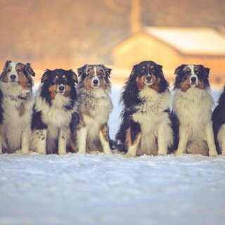 dogs1_0562
