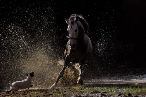 dogs1 0563