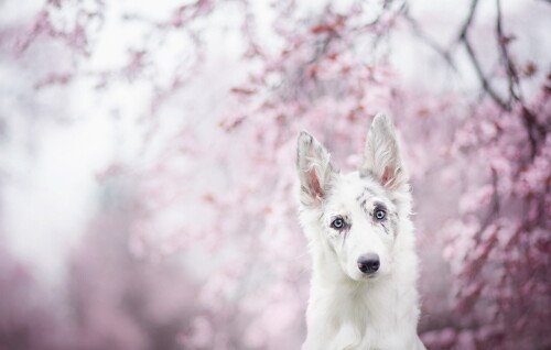 dogs1 0568