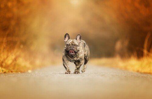 dogs1 0569