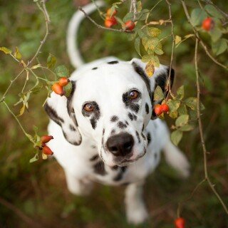 dogs1_0572