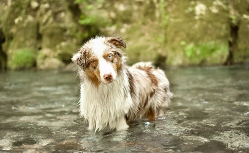 dogs1 0582