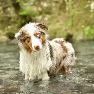 dogs1_0582