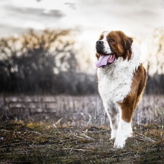 dogs1_0588