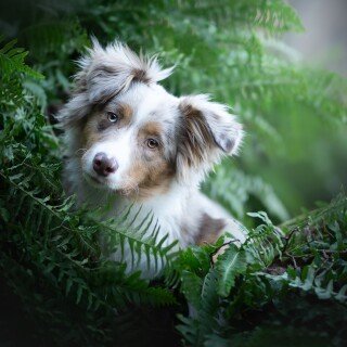 dogs1_0589