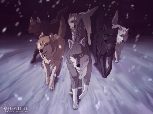 dogs1 0597