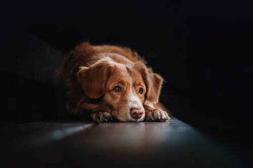 dogs1 0598