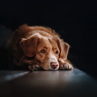 dogs1_0598