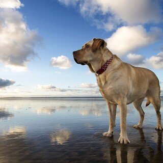dogs1_0609