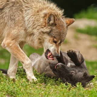 dogs1_0613