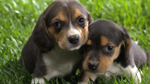 dogs1 0617