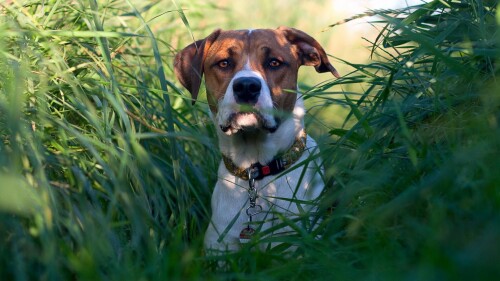 dogs1 0619