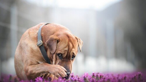 dogs1 0623