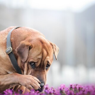 dogs1_0623