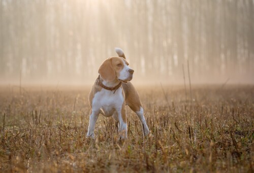 dogs1 0624