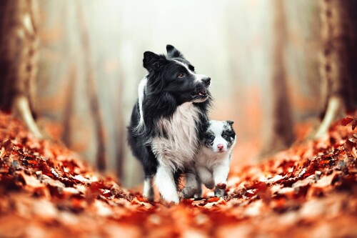 dogs1 0628