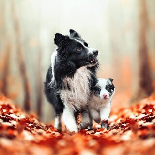 dogs1_0628