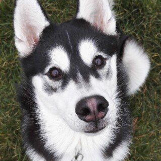 dogs1_0629