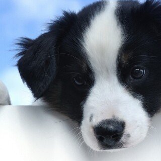 dogs1_0636