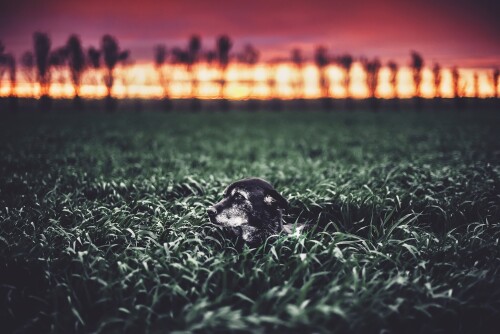 dogs1 0668