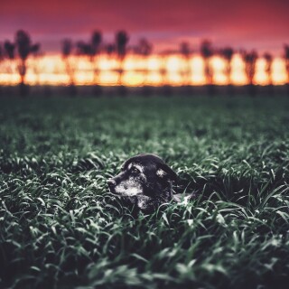 dogs1_0668