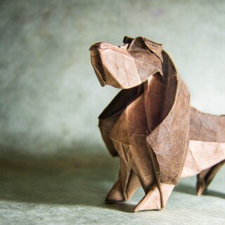 dogs1_0674