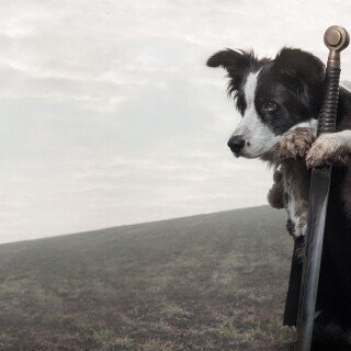 dogs1_0678