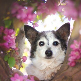 dogs1_0682