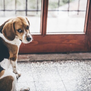 dogs1_0683