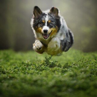 dogs1_0691