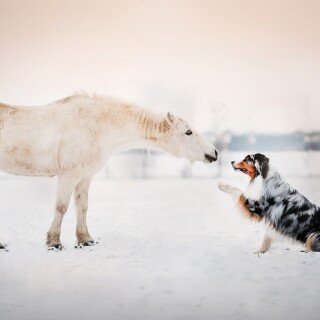 dogs1_0702