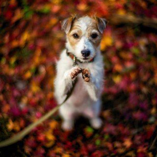 dogs1_0703