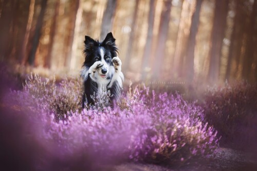 dogs1 0705